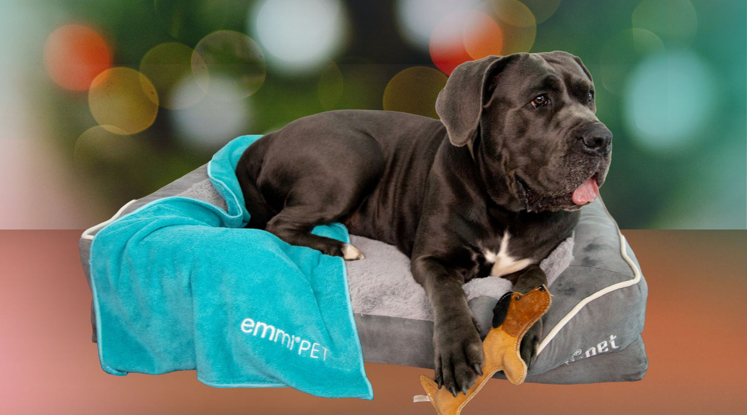 Weihnachten mit Hund: Viel Zeit zum Kuscheln!