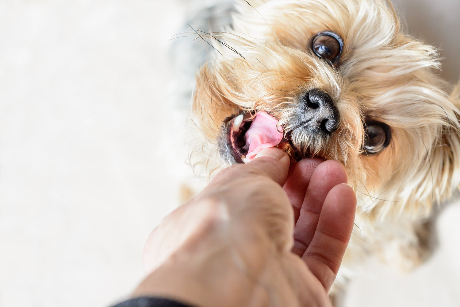 Hund bekommt Leckerli