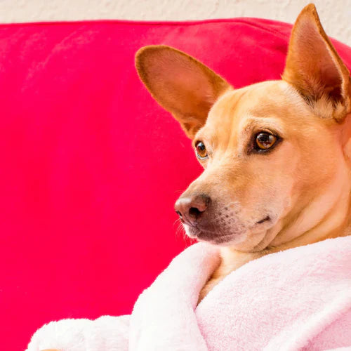 Unterhaltung und Emotionen für Hundeliebhaber und Familien