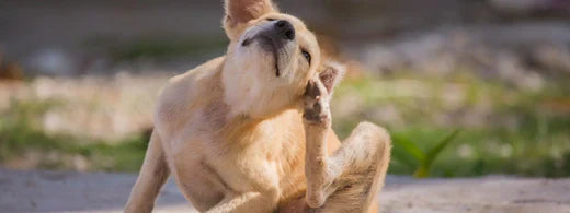 Parasitenbefall bei Hunden: Vorbeugung ist besser als Heilung