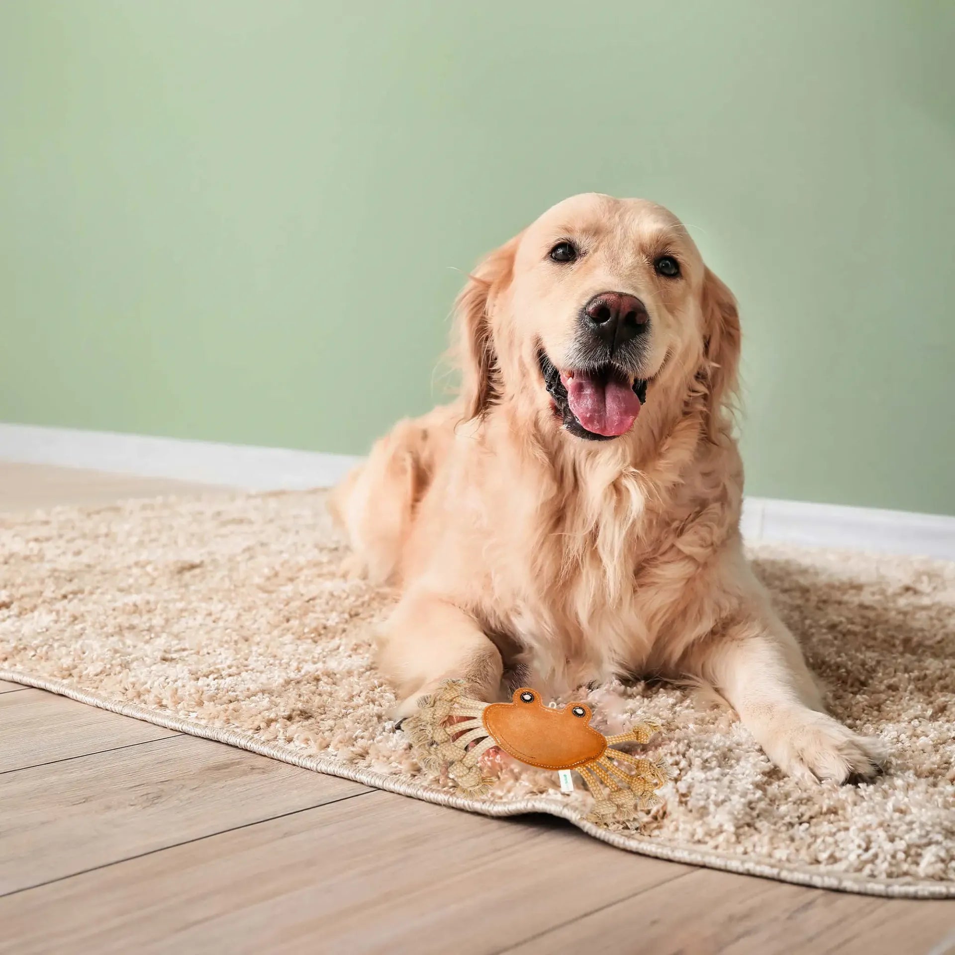 Zerrspielzeug Krabbe