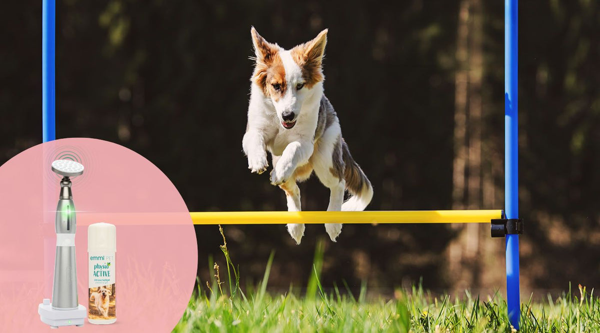 Dog Sports in Spring: Support Muscles and Joints with Physio Set for D