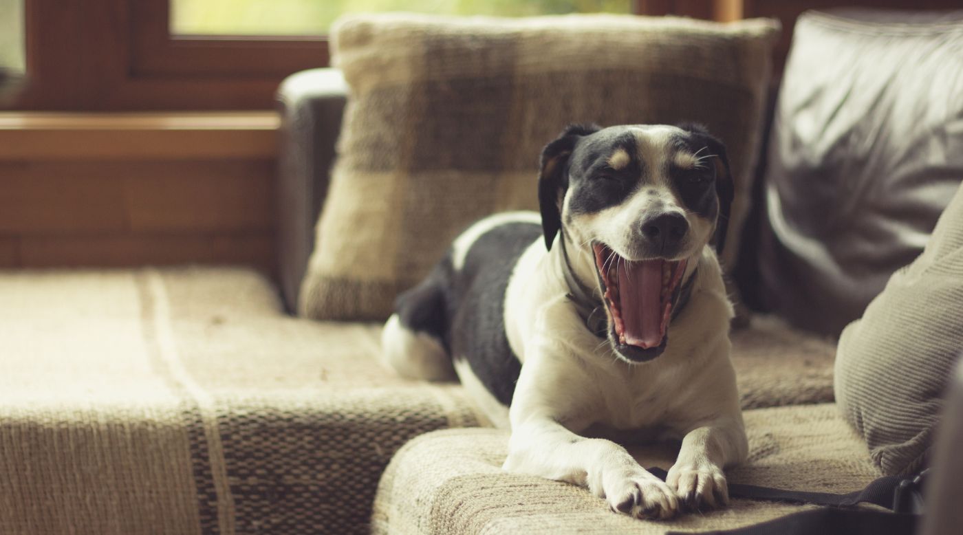 •	Hund gähnt im Wohnzimmer, Maul geöffnet