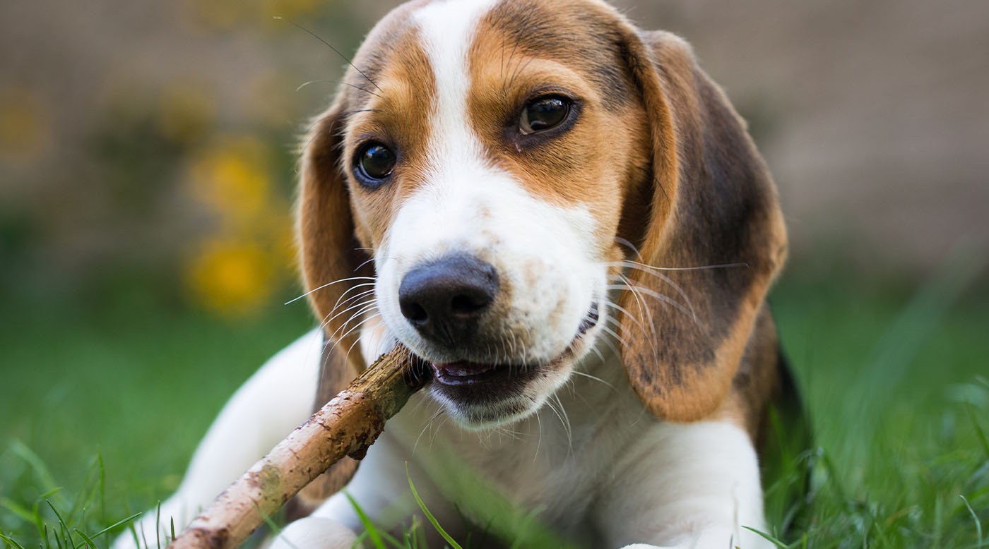 Hund kaut auf Stock im Park, Risiko für Zähne im Frühling