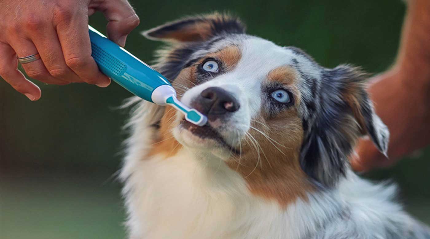 Stressfrei Zähneputzen beim Hund, dank Ultraschall und sanften Helfern