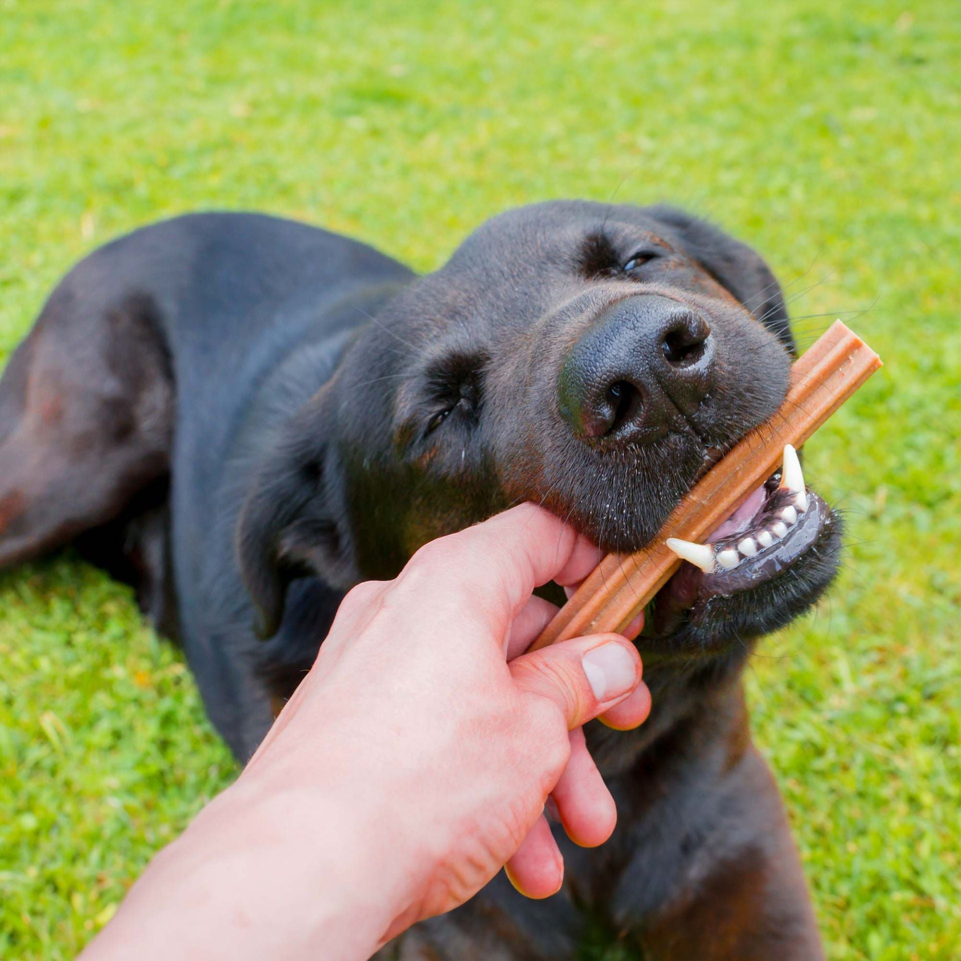 Stick dentali 3 per 2